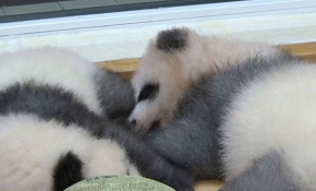 Hayvanlar dünyasından renkli görüntüler