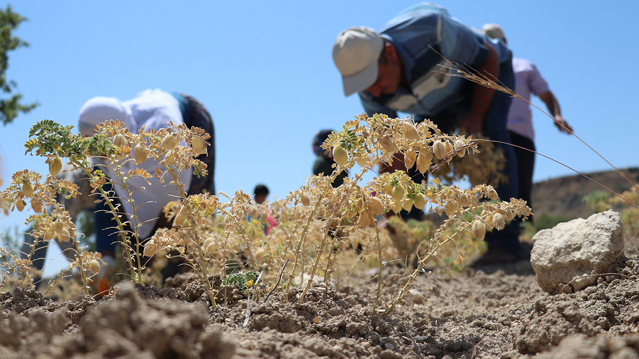 Yıllardır geleneksel yöntemlerle evlerin önünde kurulan ocaklarda ilçe halkının kendi tüketimi için hazırladığı Ağın leblebisi, lezzetinden dolayı artan taleple aileler için gelir kaynağı da oldu.