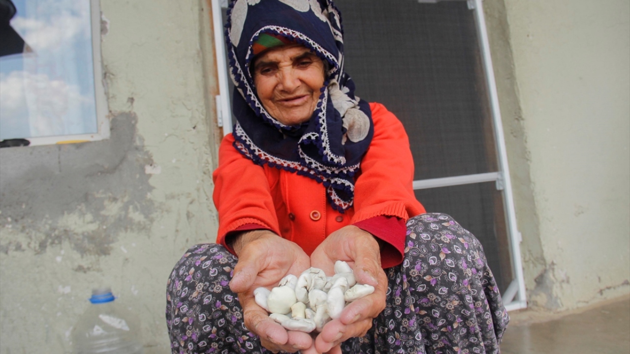 Yörede güne erken başlayan kadınlar, ilçe merkezine yaklaşık 3 kilometre uzaklıktaki Aksu Deresi ve Kodi köyü çevresindeki taşlık araziye giderek, buralardaki kenger bitkisinden sakız üretimi yapmak için saatlerce güneş altında çalışıyor.