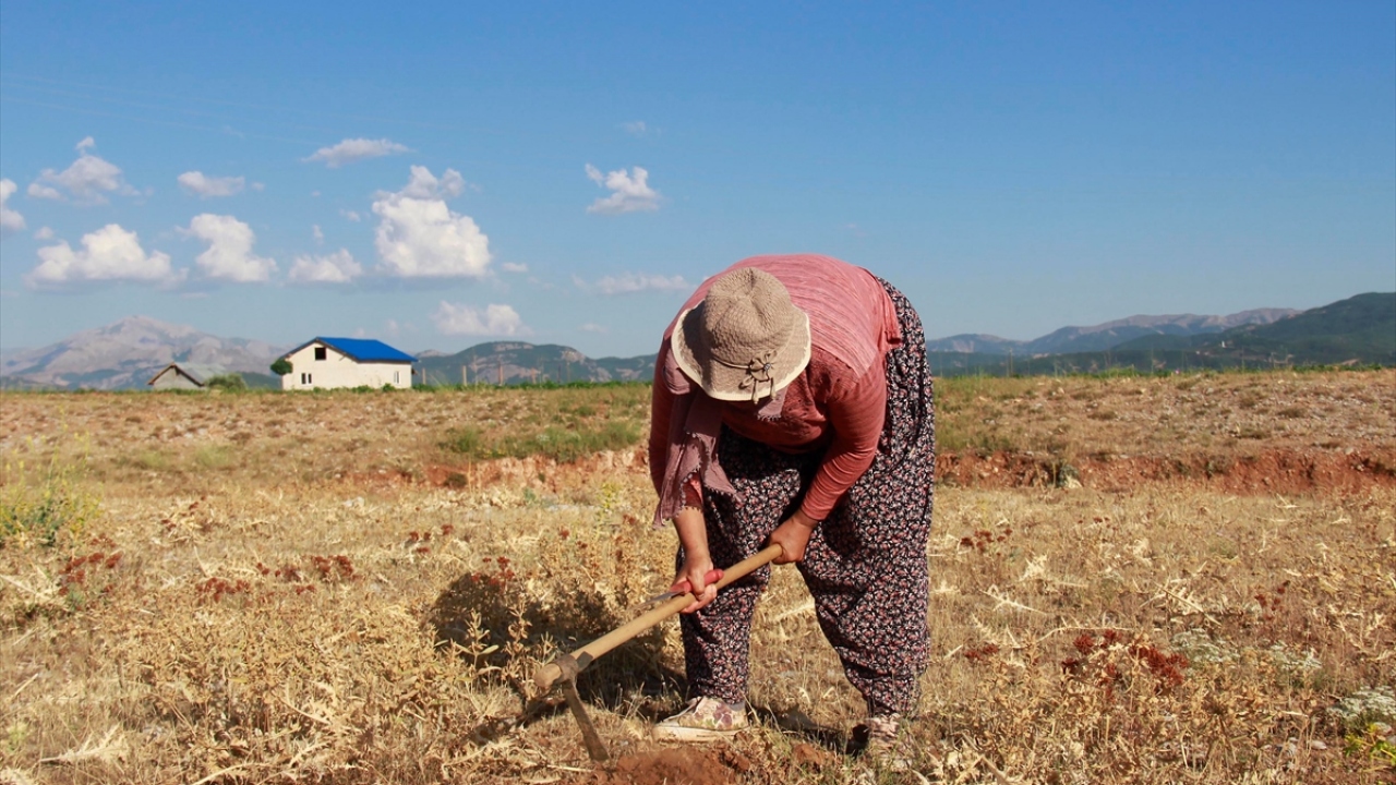 Çapa yardımıyla kurumuş kengerin çevresini ve kökünü kazıyan kadınlar, daha sonra bıçakla bitkinin kökünü çapraz şekilde keserek sakız olacak sıvının akışını sağlıyor.