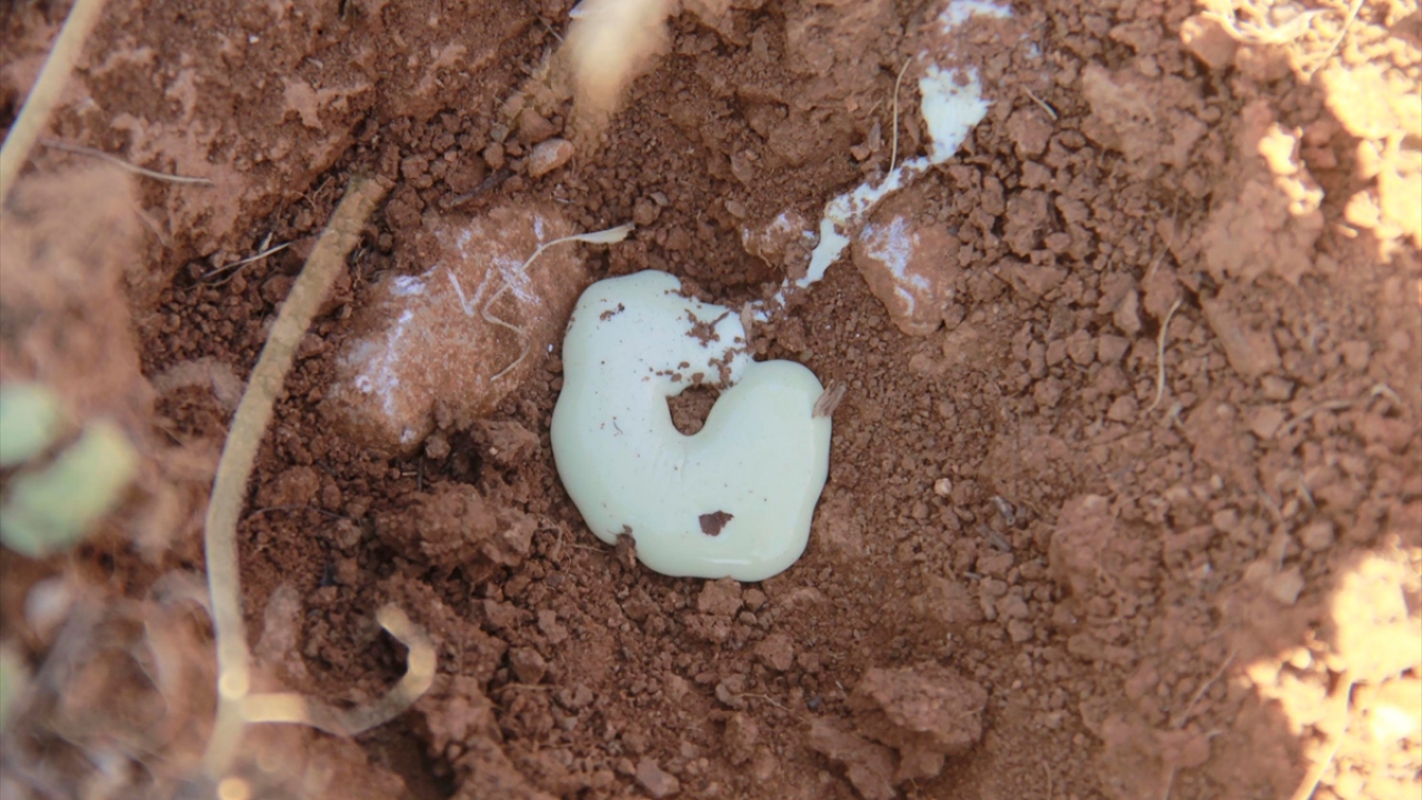 Bir gün boyunca toprağa akmaya devam eden sıvı, sakız olduktan sonra kadınlar tarafından toplanarak eve götürülüyor. Soğuk su altında taşla dövülüp sıcak suda bekletilen sakızlar, ardından toprak ve otlardan temizlenip satışa sunuluyor.