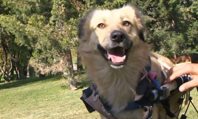 Sevimli köpek "Dost" tedavisi için yardım bekliyor