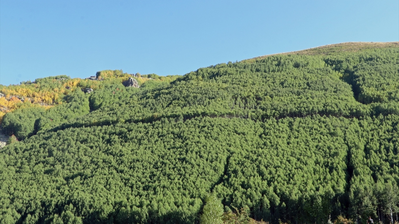Yurt dışında yapılan çalışmalarda küresel iklim değişiminden etkilenmeyecek ya da en az etkilenecek türlerden bir tanesi. 