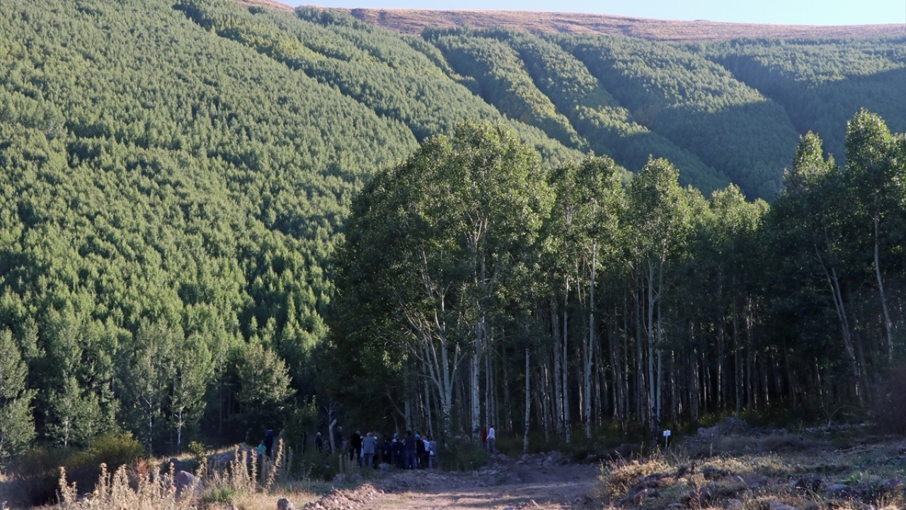 Titrek kavakların Erciyes`te 1984`ten beri 4,5 milyon metrekarelik alanda yayılışı var. Türkiye genelinde ise bu sayı yaklaşık 255 milyon metrekare.