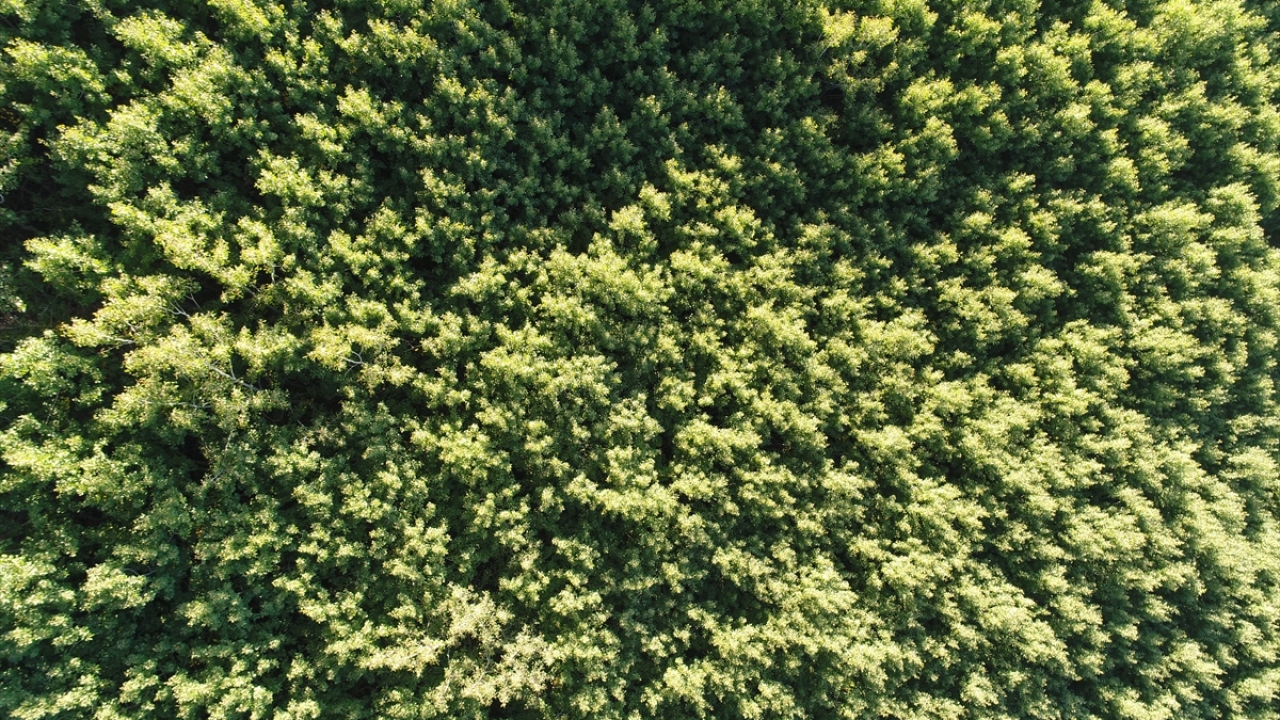Kök sürgünüyle yayılan ve öncü ağaç olarak nitelendirilen titrek kavak ağaçları, yeşil yapısı ve tertemiz doğasıyla Erciyes`te güzel görüntüler oluşturuyor.