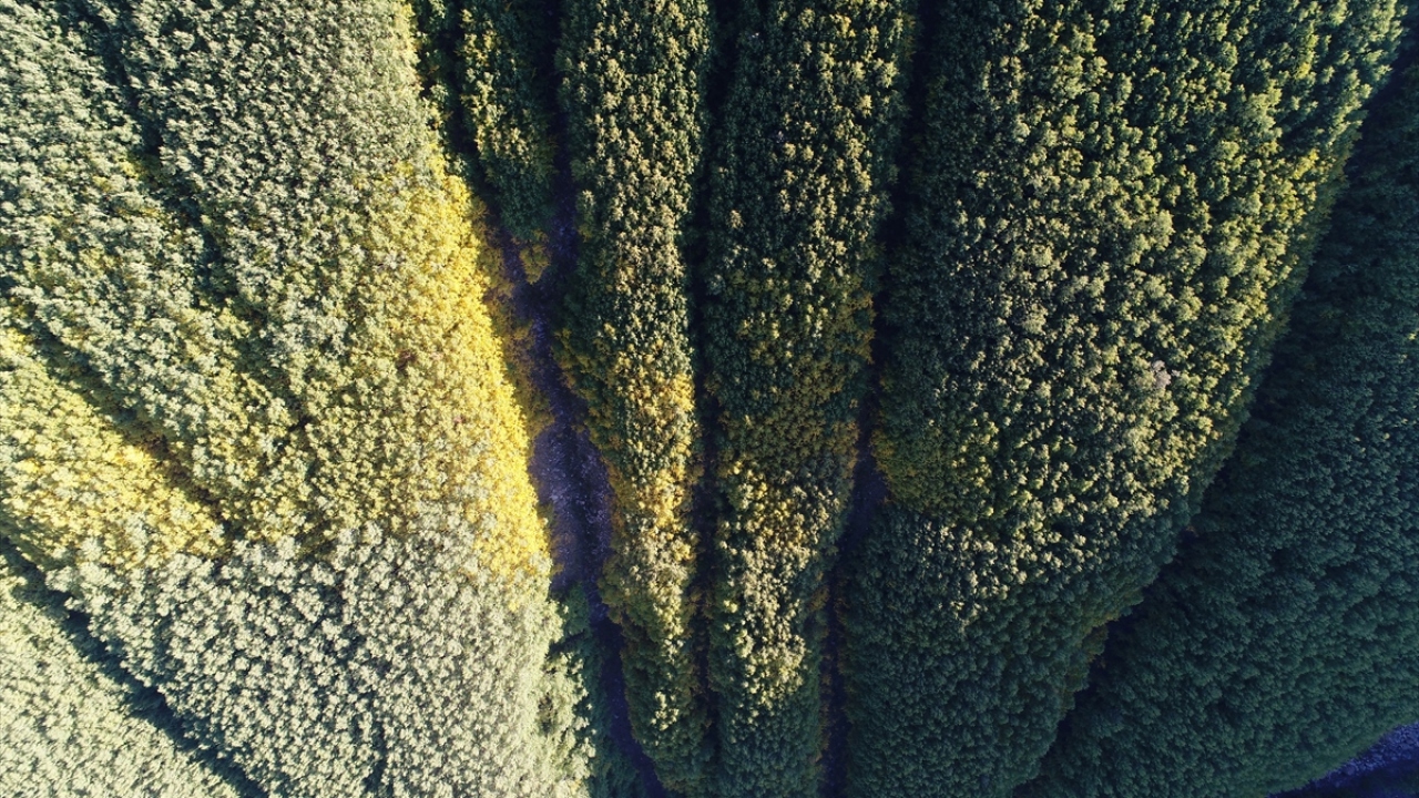 Dondan ve aşırı sıcaklardan etkilenmiyor, iklime uyum sağlıyor. Ayrıca hemen hemen her toprakta yetişen bir tür.