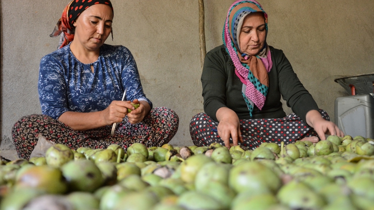 Hekimhan cevizinin kilosu 20 ile 35 lira arasında alıcı buluyor.