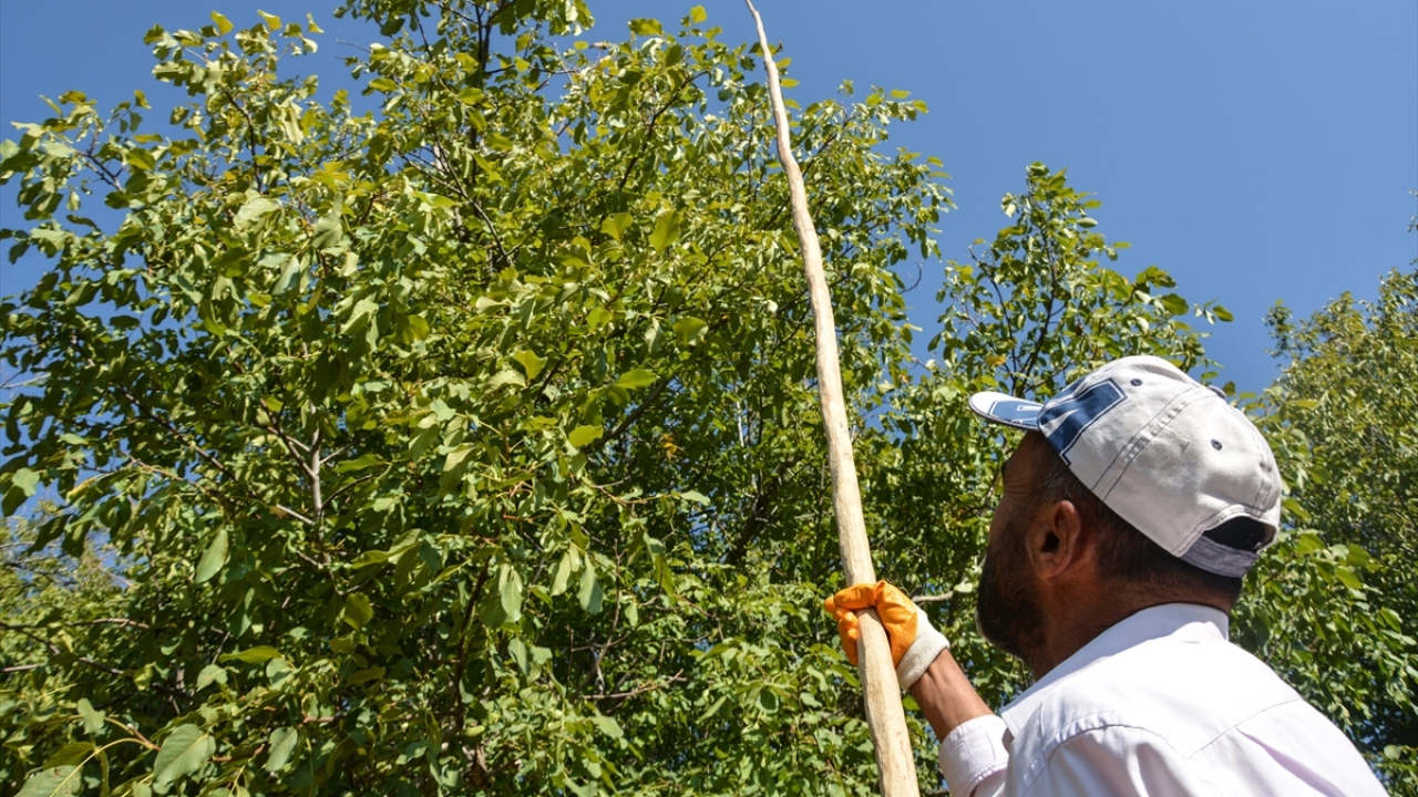 "Rekolte 350 ton bekleniyor"
