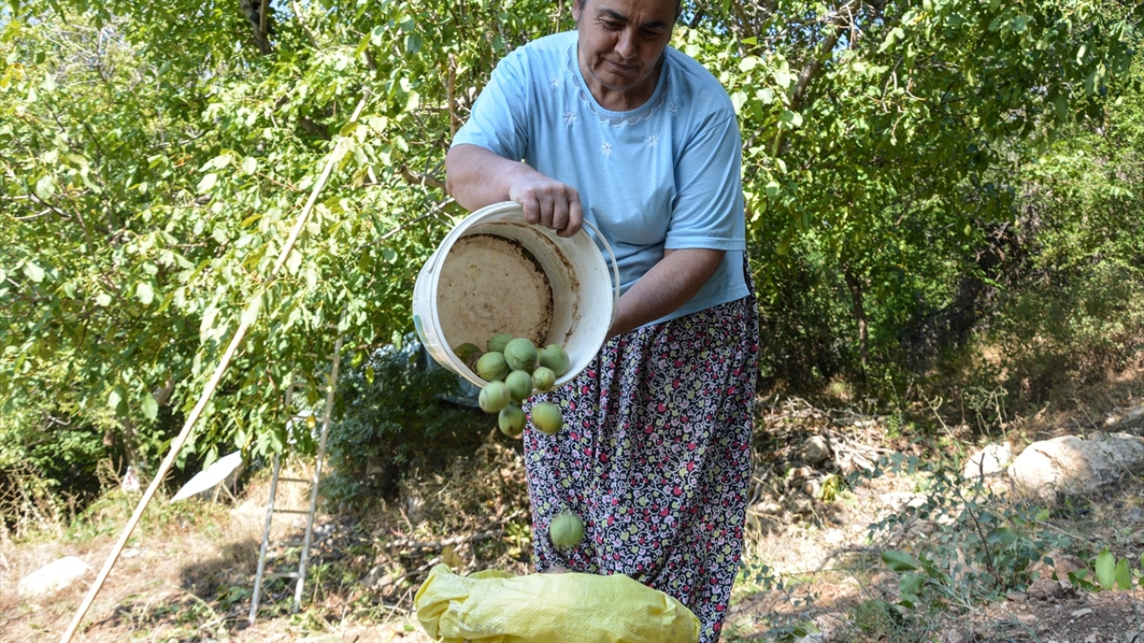 Belediye olarak sertifikalı ceviz fidanları yetiştireceklerini aktaran Karadağ, bunları halka dağıtacaklarını da vurguladı.
