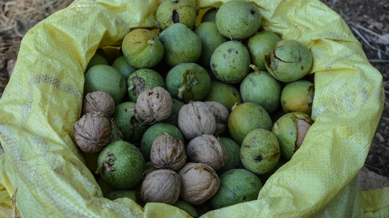 Kireçli ve taşlı arazilerdeki ceviz daha kaliteli"
