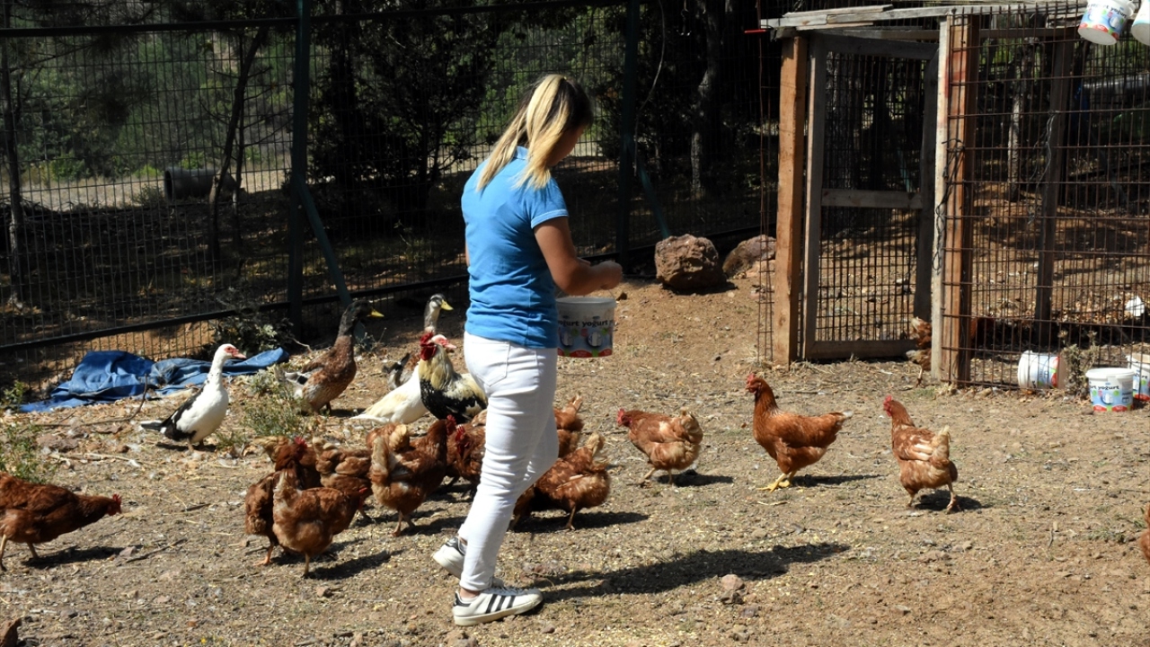 Güvercin besleyip tavuk yemleyen, ata binip sokak hayvanlarıyla ilgilenen "İnsanlık Köyü" sakinleri,  ilkbaharda ektikleri sebzeleri hasat ediyor.