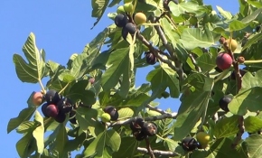 Muğla'da incirler asırlardır geleneksel yöntemlerle kurutuluyor