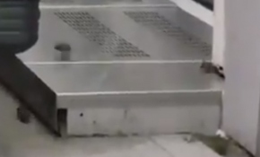 JFK Havalimanı'nı fareler bastı