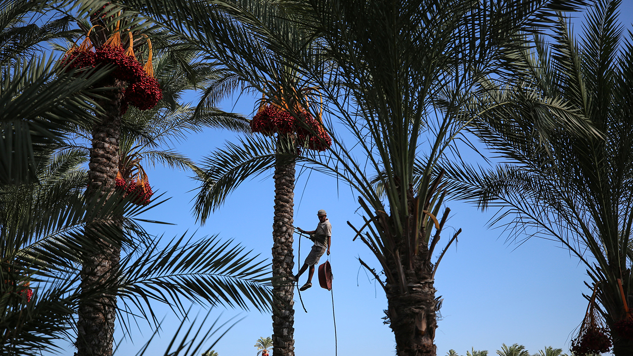 Dallarından toplanıp kovalara doldurulan hurmalar, gerekli işlemlerin ardından kasa ve ambalajlara konularak satışa sunulmak üzere pazara gönderiliyor.