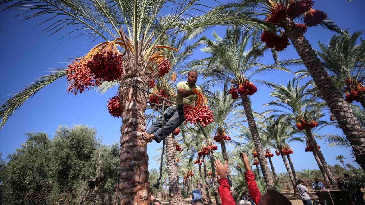 Hurma toplayıcıları bellerine bağladıkları ip yardımıyla hurmaları topluyorlar.