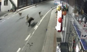 Yavru ayı ve sokak köpekleri Çamlıhemşin sokaklarında koşturdu