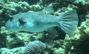 Denizlerdeki tehlike: Balon balığı