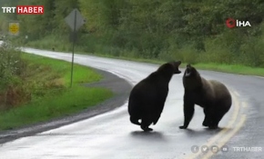 Kanada’da iki boz ayı yolun ortasında birbirine girdi