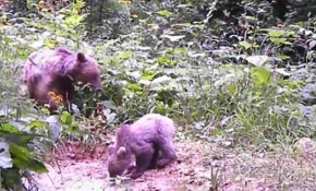 Kastamonuluların kış uykusuna yatmaya hazırlanan ayılarla imtihanı