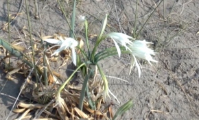 Demre'de açan kum zambaklarına yoğun ilgi