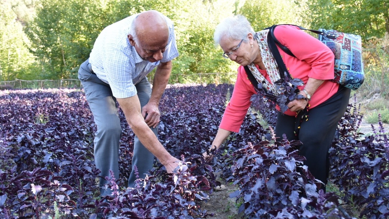 Bitki kurutma tesisinde son aşamaya gelindi
