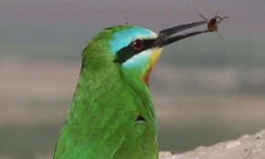 Osmaniye'de arılar yırtıcı kuş sesi ile korunuyor