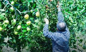 Kendini tarlasına adadı, 6 yılda 270 hünnap ağacı yetiştirdi