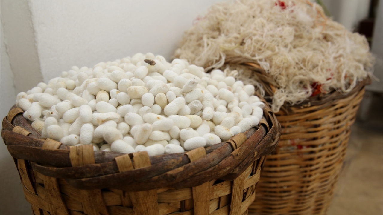 Bursa başta olmak üzere çeşitli yörelerde ipek kozası ürettiklerini anlatan Yıldırım, çeşitli süreçlerden sonra hazır hale getirilen halıların Uzak Doğulu, Güney Amerikalı ve Avrupalı turistlerce beğenilerek satın alındığını kaydetti.