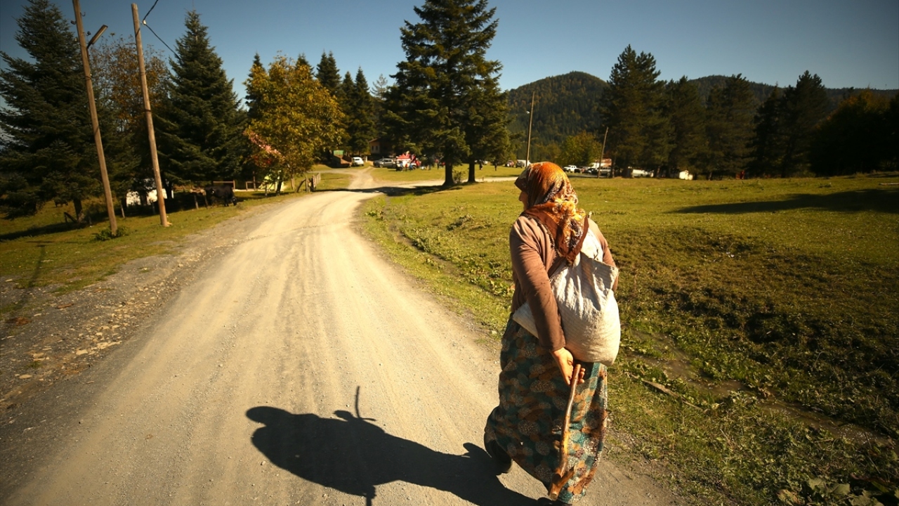 Düzce`nin sıra yaylaları olan ve rakımları bin 200 ila bin 800 metre arasında değişen Güzeldere, Pürenli, Hira, Derebalık, Kardüz, Odayeri ve Balıklı yaylalarında renk değişimi yaşanıyor.