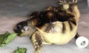 Bacakları ters doğan kaplumbağa oyuncak kaykayla yürüyor