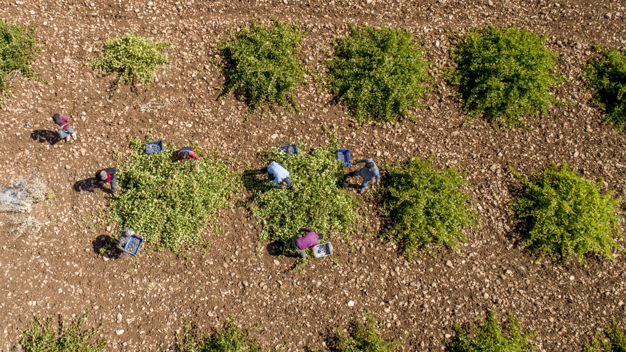 Mezopotamya`nın bereketli topraklarından alınan onlarca ürünle asırlarca birçok medeniyetin geçim kaynağı olan Mardin, üzüm üretiminde Türkiye`de ilk 5 il arasında yer alıyor.