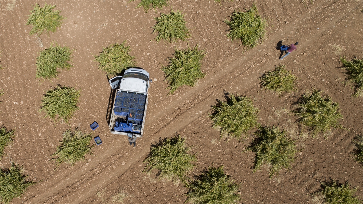 Ağustos ayından başlayarak kasım ayının sonuna kadar organik koşullarda yetiştirilen 23 çeşit üzüm, kadim kentte ağızları tatlandırıyor.