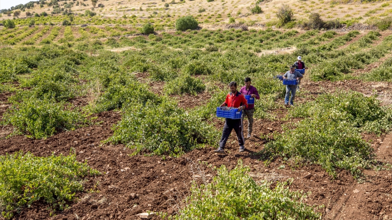 Bağlarında yetişen üzümleriyle meşhur Ömerli ilçesinde de aromasıyla bilinen "mezrone" cinsi üzümün bağ bozumu yapılıyor. 