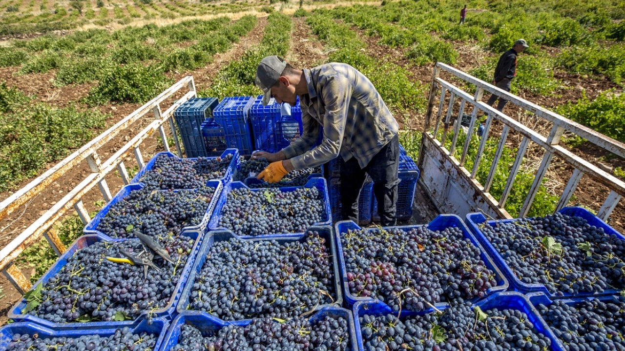 Ömerli Belediye Başkanı Hüsamettin Altındağ, organik koşullarda yetişen 23 yerel genli üzüm türünden geçen yıl 30 bin ton ürün alındığını söyledi.