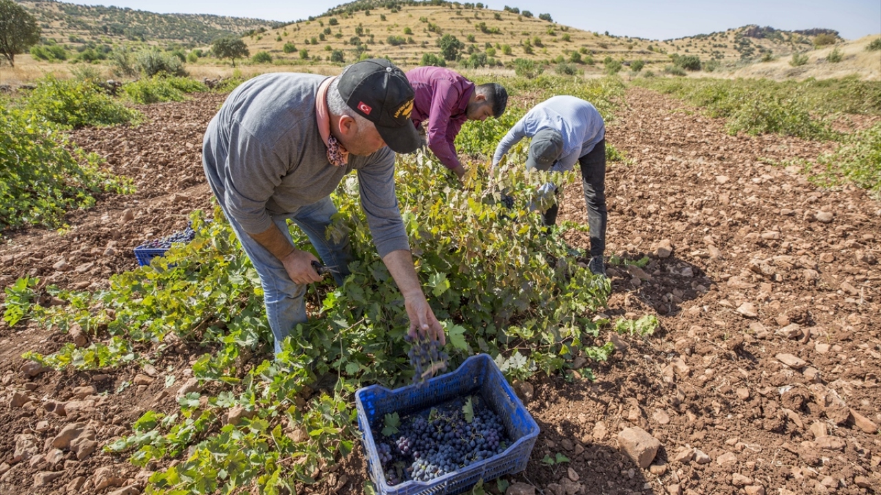 Ağustos ayından kasım ayına kadar yaklaşık 4 ay boyunca bağ bozumu işleminin Ömerli`de devam ettiğini aktaran Altındağ, "Üzümler içerisinde sofralık ve şıralık olan da var, pestil, pekmez ve sucuk yapılan cinsimiz de var." dedi.