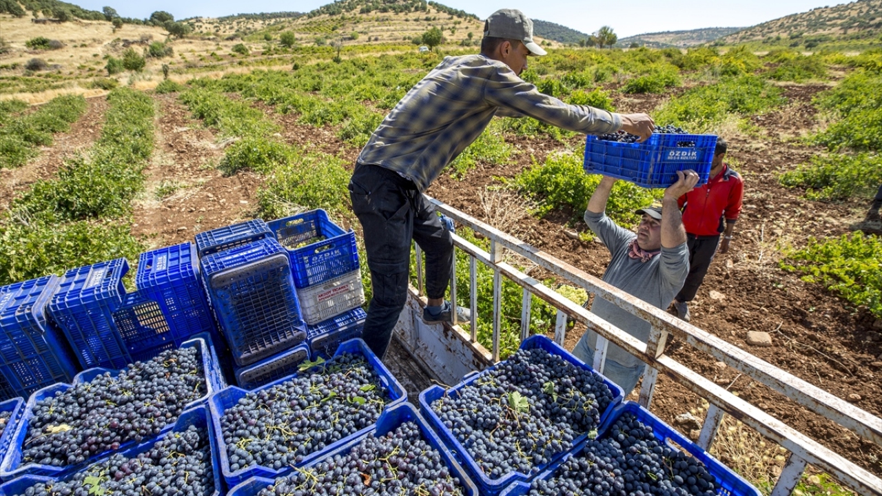 Yapacakları projelerle üzümün yanı sıra bu meyveden elde edilen ürünlerle de Ömerli`yi "üzümün başkenti" haline getirmeyi planladıklarını aktaran Altındağ, ekim ayının ilk haftasında "Bağ Bozumu Kültür Turizm Festivali" düzenleyeceklerini belirtti.