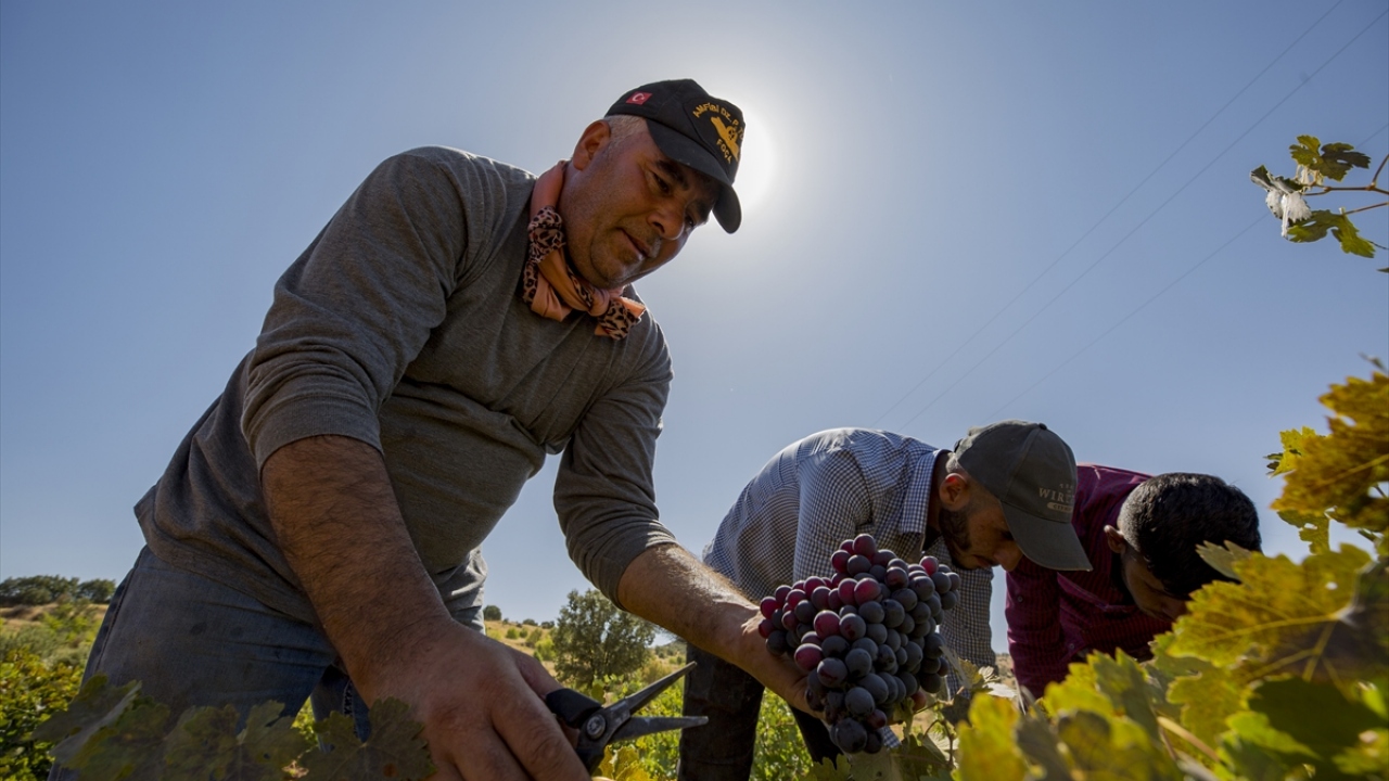 Üretici Beşir Temiz de Ömerli üzümünün tadına bakanların vazgeçilmezi olduğunu söyledi.