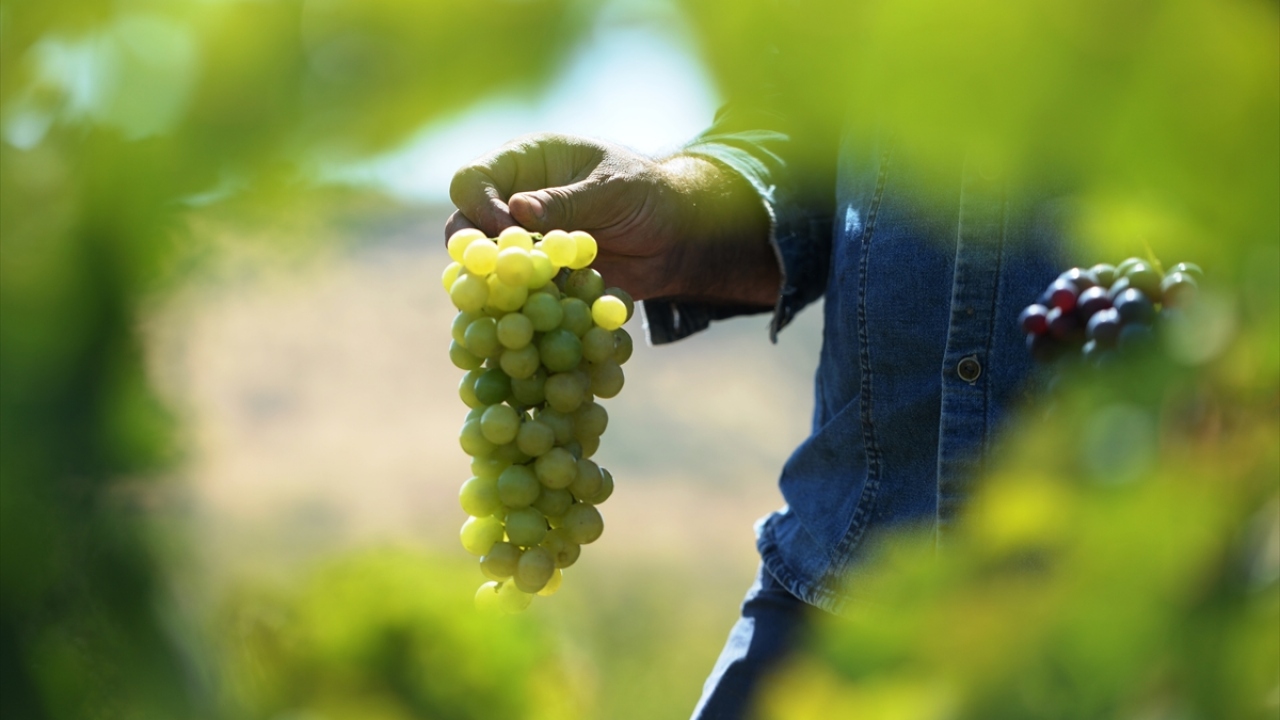 Kuru toprakta organik yöntemle yetişiyor