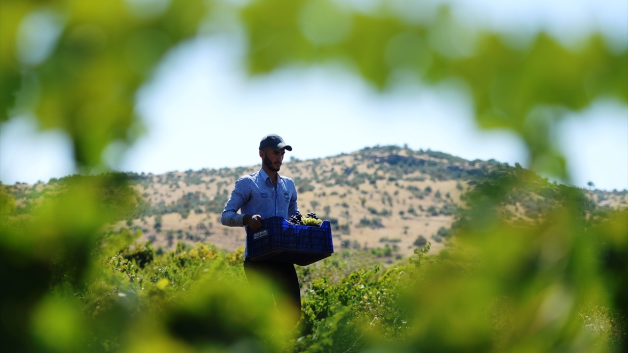 Ömerli`de "üzümün profesörü" olarak nitelendirilen üretici Mehmet Akdoğan, atadan kalma yöntemlerle organik şekilde üzüm yetiştirdiklerini söyledi.