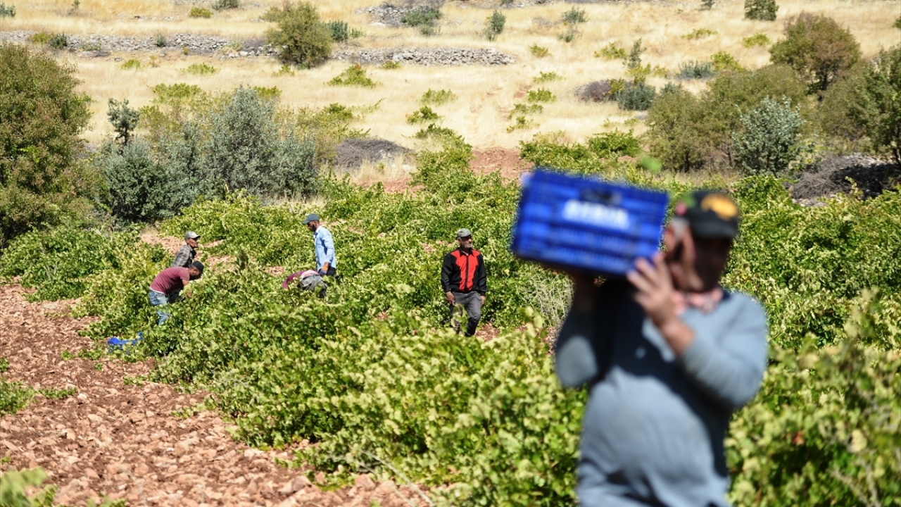 İlçenin humuslu toprağının bağcılık için elverişli olduğunu dile getiren Akdoğan, "Bağda su kullanmıyoruz. Yayla gibi yüksek bir yerde yetişen mezrone cinsi üzümünün tadı bütün üzümlerden farklı." diye konuştu.