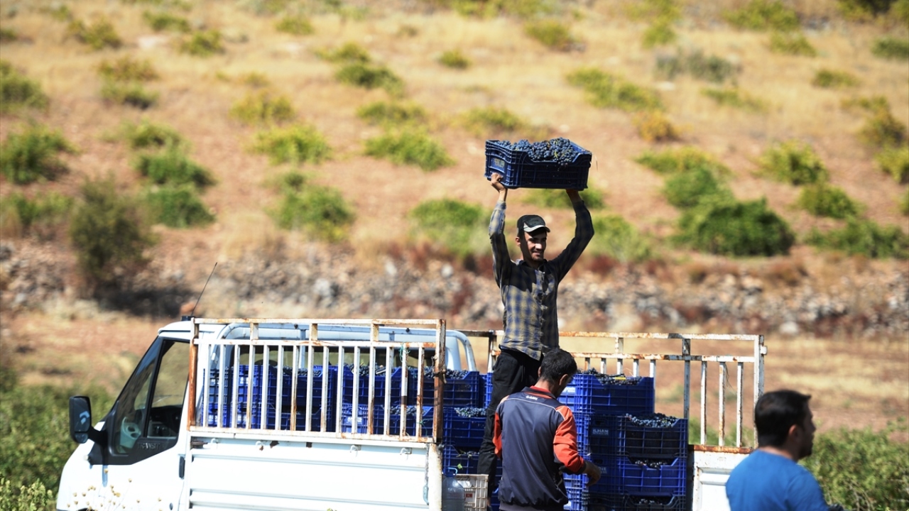 Akdoğan, mezrone cinsi üzümü için Türkiye`nin birçok yerinden sipariş aldıklarını sözlerine ekledi.
