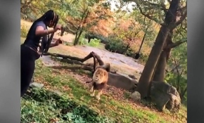 Aslanların olduğu bölgeye girip dans etti