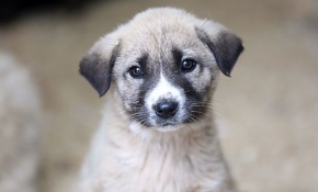 Evcil hayvanını sokağa terk edene 10 bin lira ceza