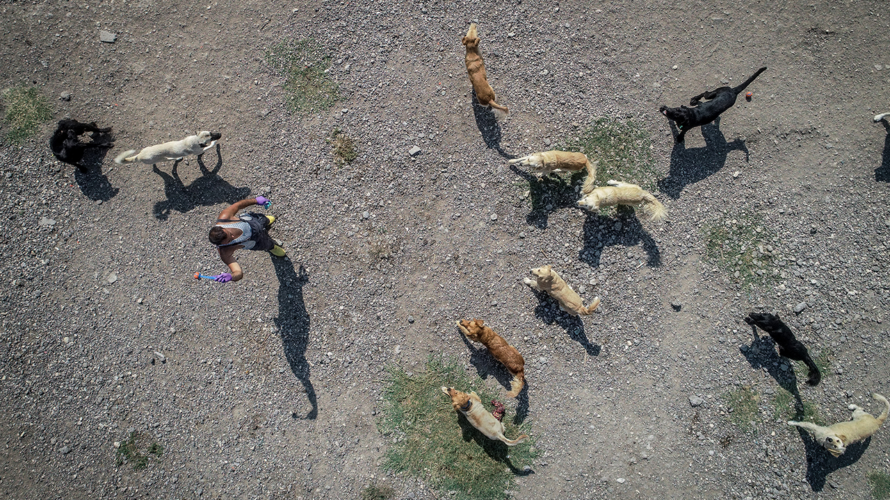 Sahiplenmek için gittiği bir köpeğin kaldığı barınağın elverişsiz ve kötü koşullarını gören 30 yaşındaki Demir, bunun üzerine harekete geçerek küçük bir barınak kurma kararı aldı. 