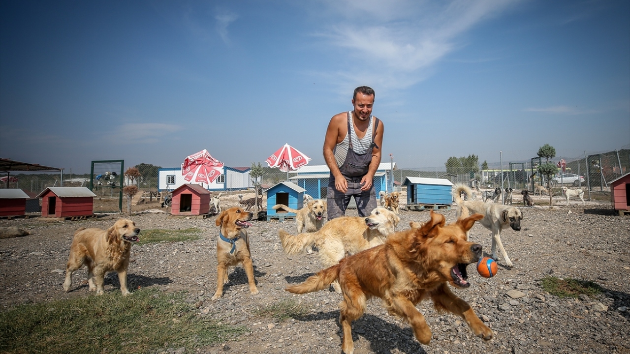 Emre Demir, kısa sürede onlarca terk edilmiş ve bakıma ihtiyaç duyan köpeği sahiplenerek ihtiyaçlarını giderip tedavileriyle ilgilendi.
