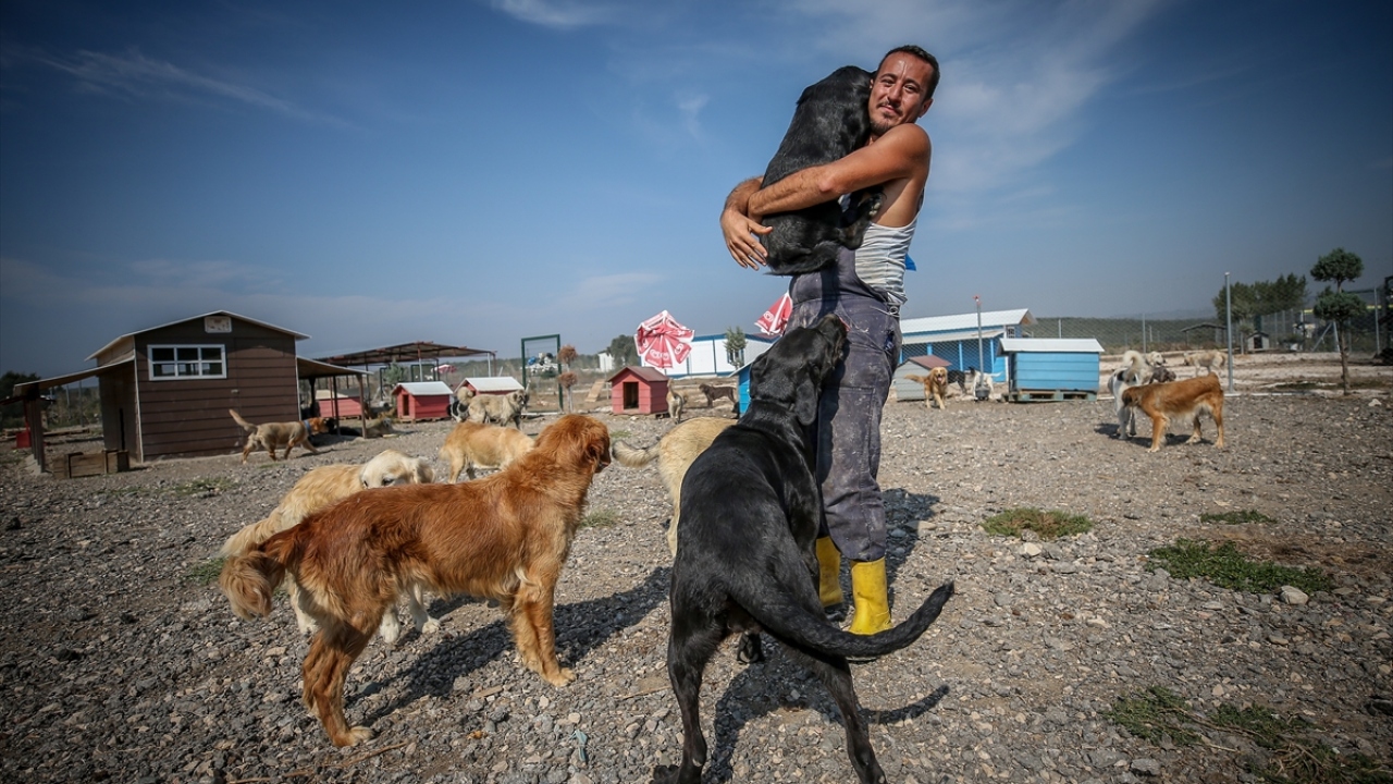 Kendisine destek olan gönüllülerle her geçen gün baktığı köpek sayısı artan Demir, merkez Nilüfer ilçesi Başköy Mahallesi`nde 15 dönümlük alanda daha büyük bir barınak hazırlayıp faaliyete geçirdi.
