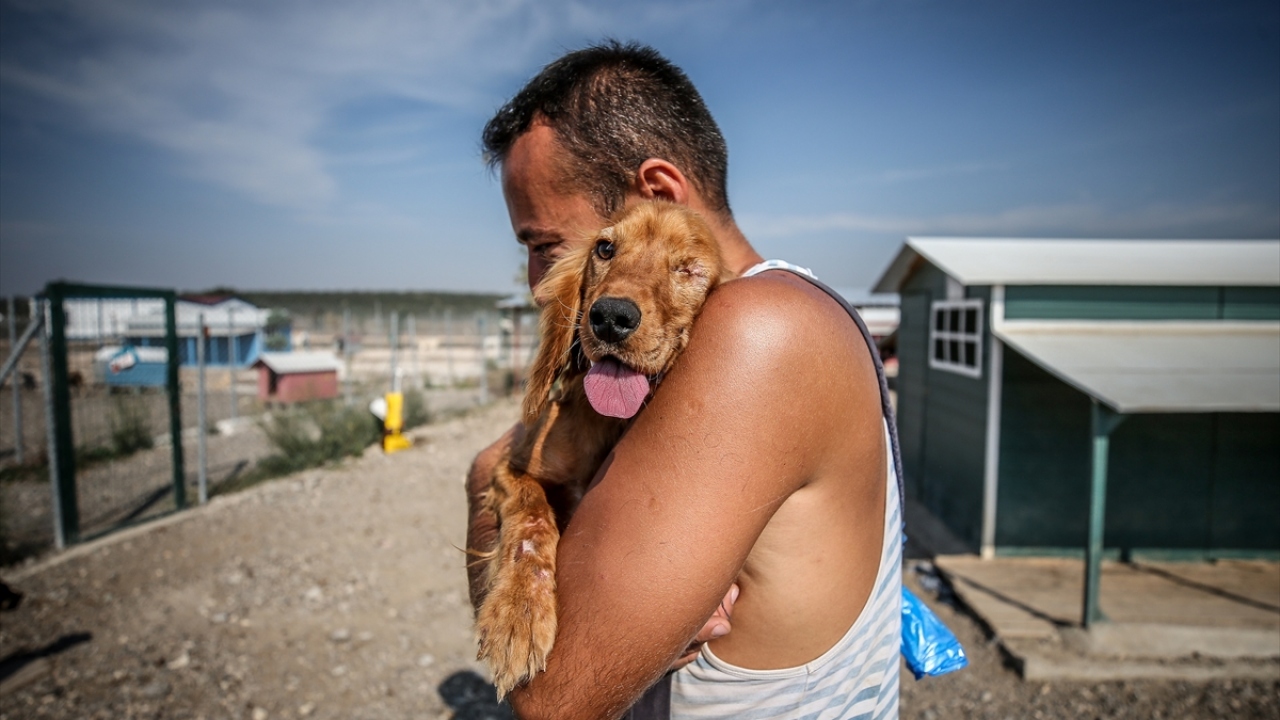 Bağış ve desteklerin de resmileşmesi için Her Eve Bir Pati Derneğini kuran Demir`in barınağında 300`ü aşkın köpek bulunuyor.