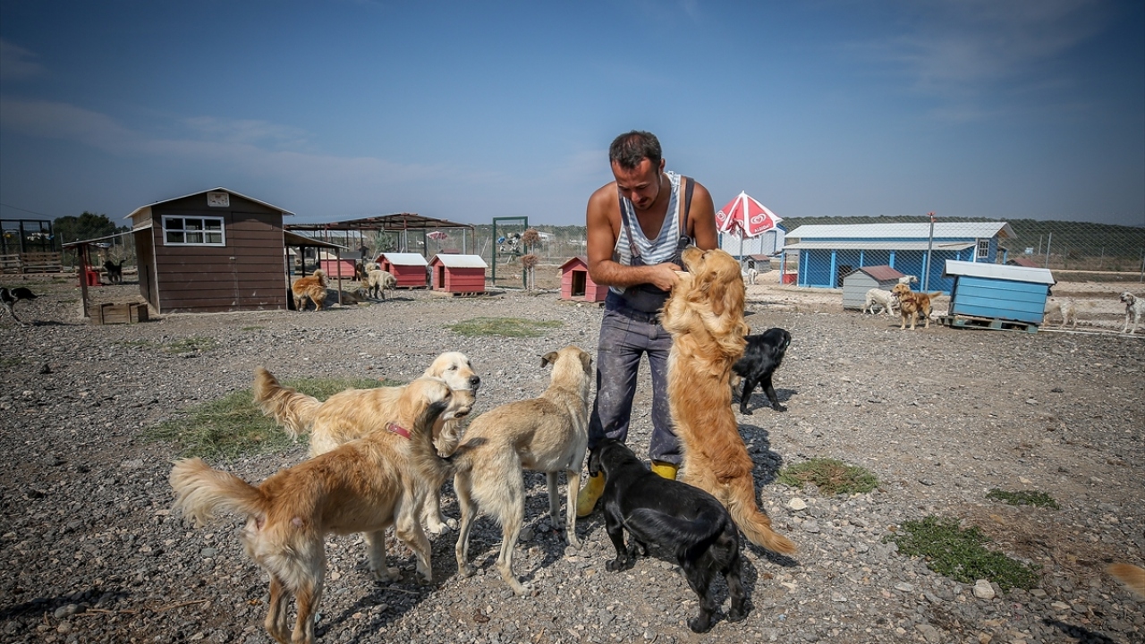 Demir, yurt dışından da köpekleri sahiplenenler olduğu bilgisini vererek İngiltere, Almanya ve ABD`den bağlantılarının olduğunu anlattı.