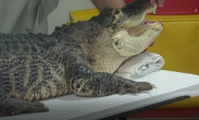 Bilim dersine 90 kilogramlık timsah getirildi