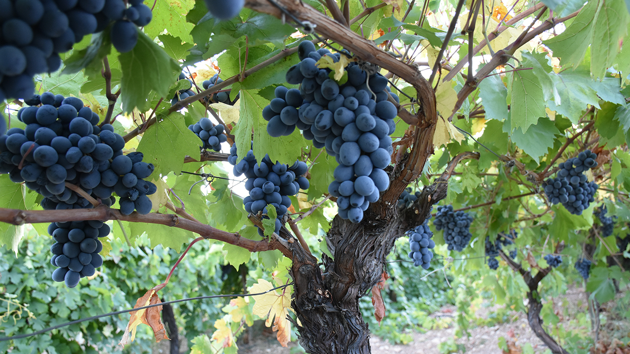 Ülkenin üzüm üretiminde önemli bölgelerden biri olan Arapgir ilçesinde bu sezon kış aylarında yeterli yağış alınması sayesinde köhnü üzümü veriminde artış bekleniyor.